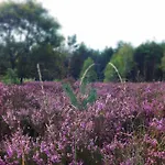 Zonnebos, Private Garden, Fresh Air, Relax! Otterlo