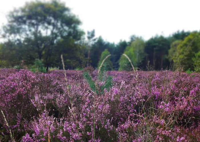Zonnebos, Private Garden, Fresh Air, Relax! Otterlo